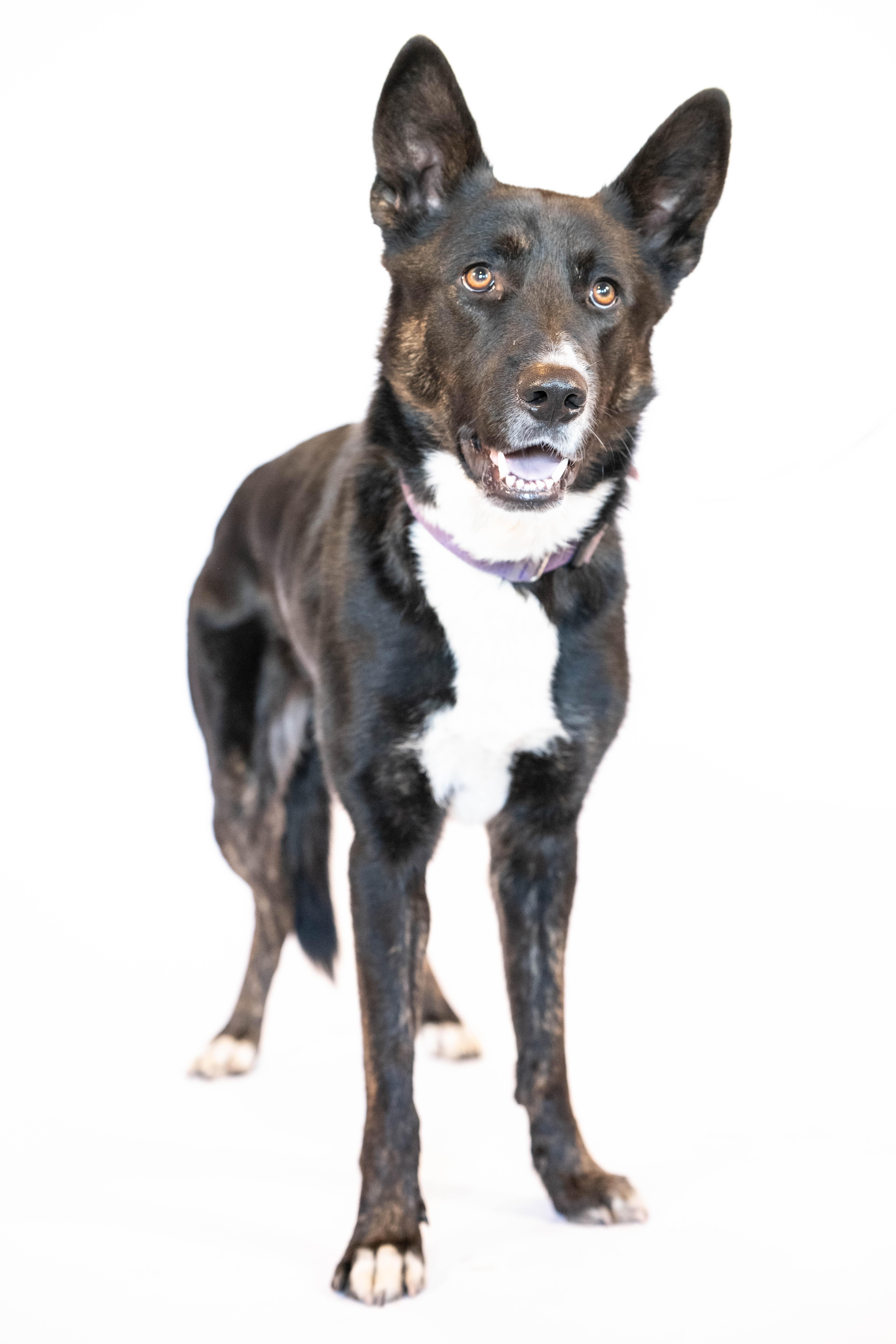 TREVOR, a Adoptable mixed breed in San Clemente, CA image 1/5