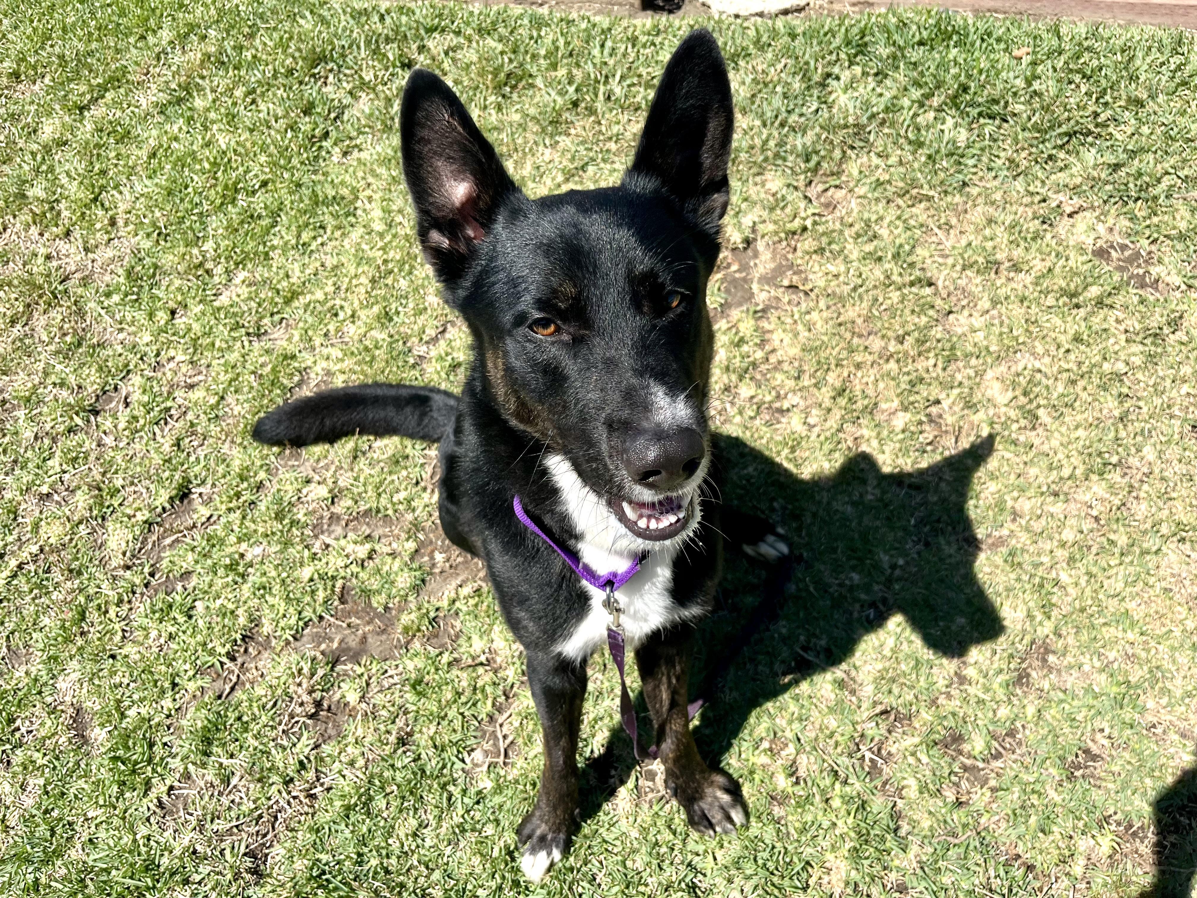 TREVOR, a Adoptable mixed breed in San Clemente, CA image 3/5
