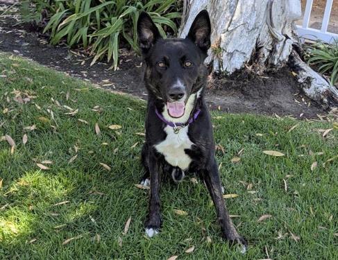 TREVOR, Adoptable, Young Male German Shepherd Dog.