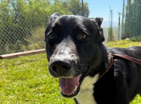 TREVOR, a Adoptable mixed breed in San Clemente, CA image 4/5