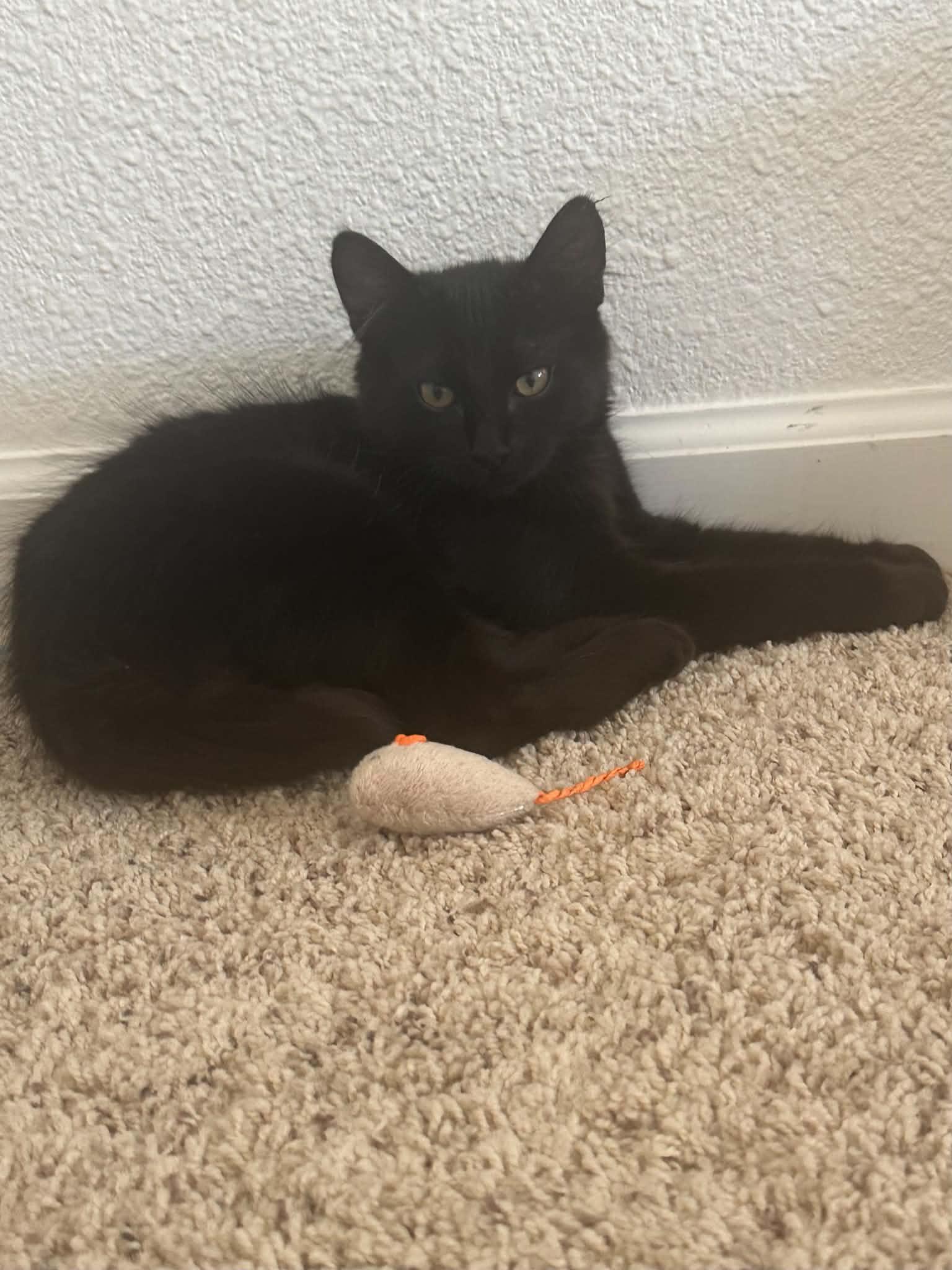 Rocky, Adopted, Kitten Male Domestic Medium Hair.