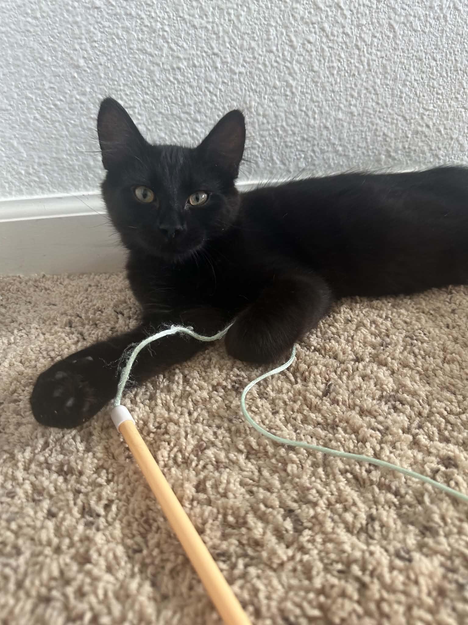 Enlarge Rocky, a Adopted Domestic Medium Hair in Tehachapi, CA image 2/4