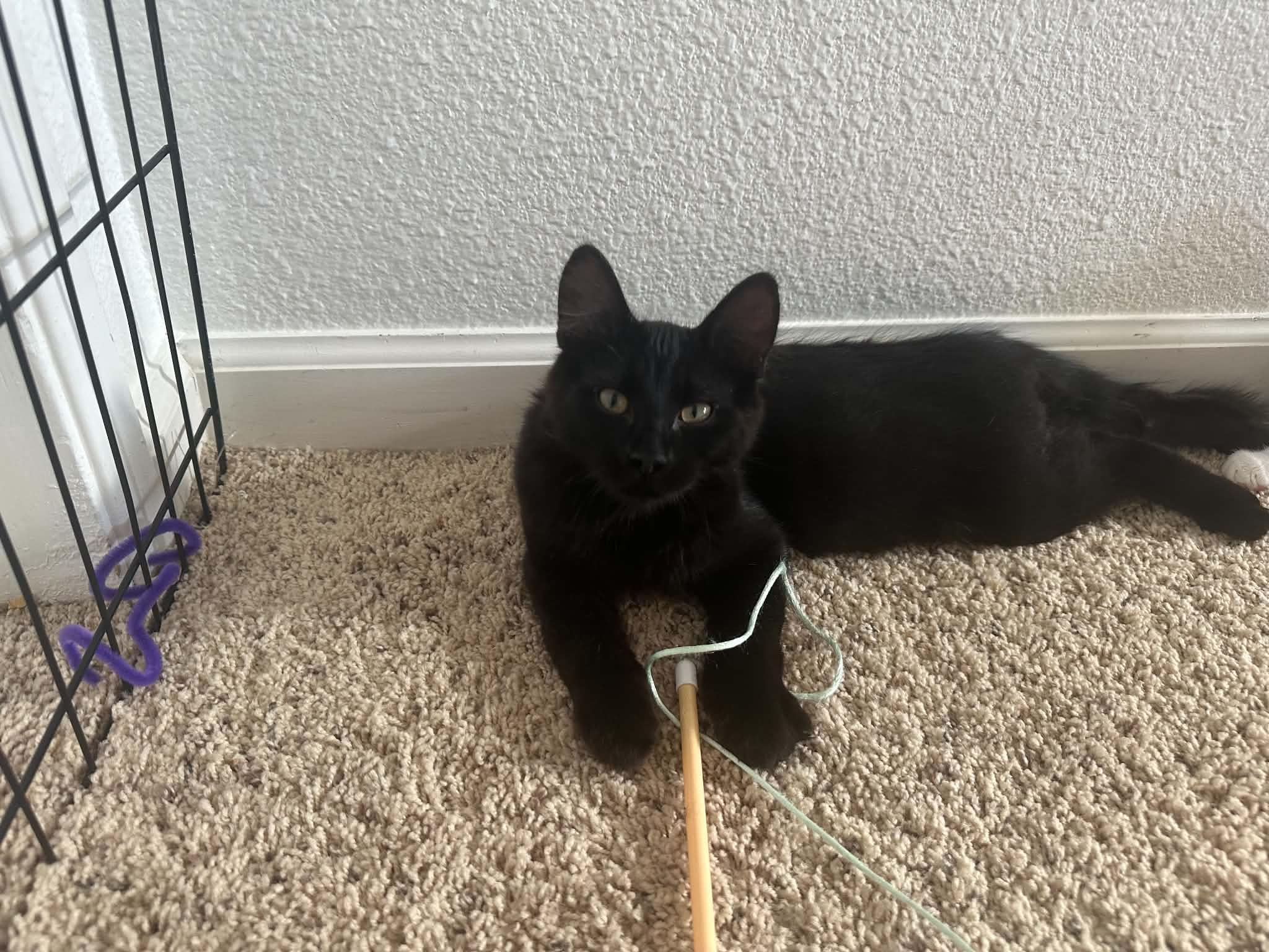 Enlarge Rocky, a Adopted Domestic Medium Hair in Tehachapi, CA image 3/4