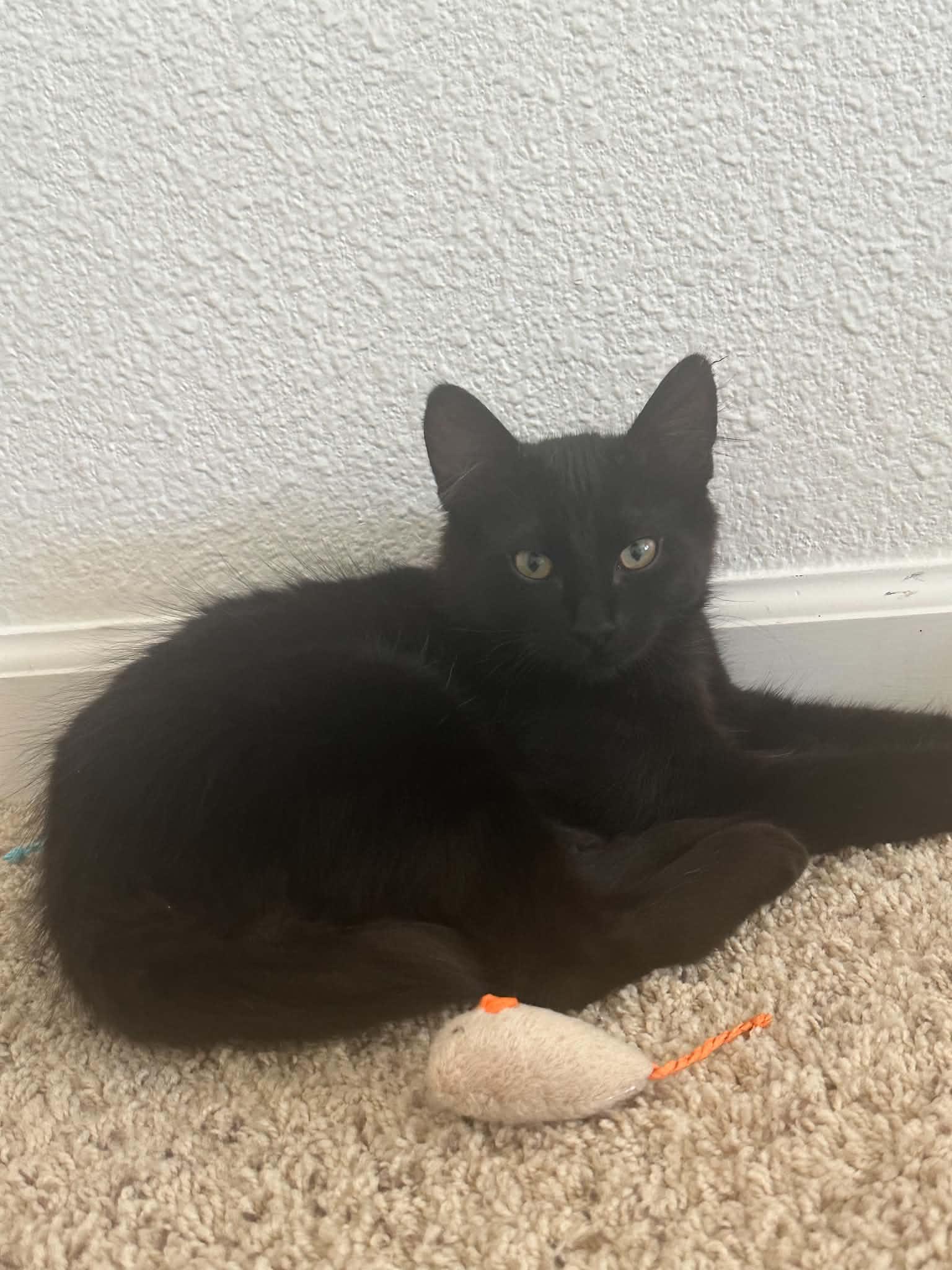 Enlarge Rocky, a Adopted Domestic Medium Hair in Tehachapi, CA image 4/4