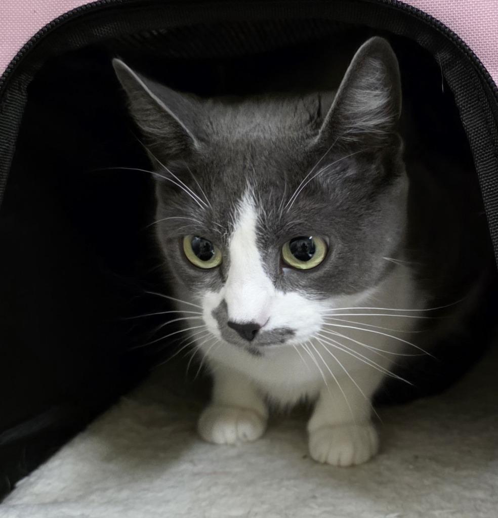 Whisper, Adoptable, Young Female American Shorthair.