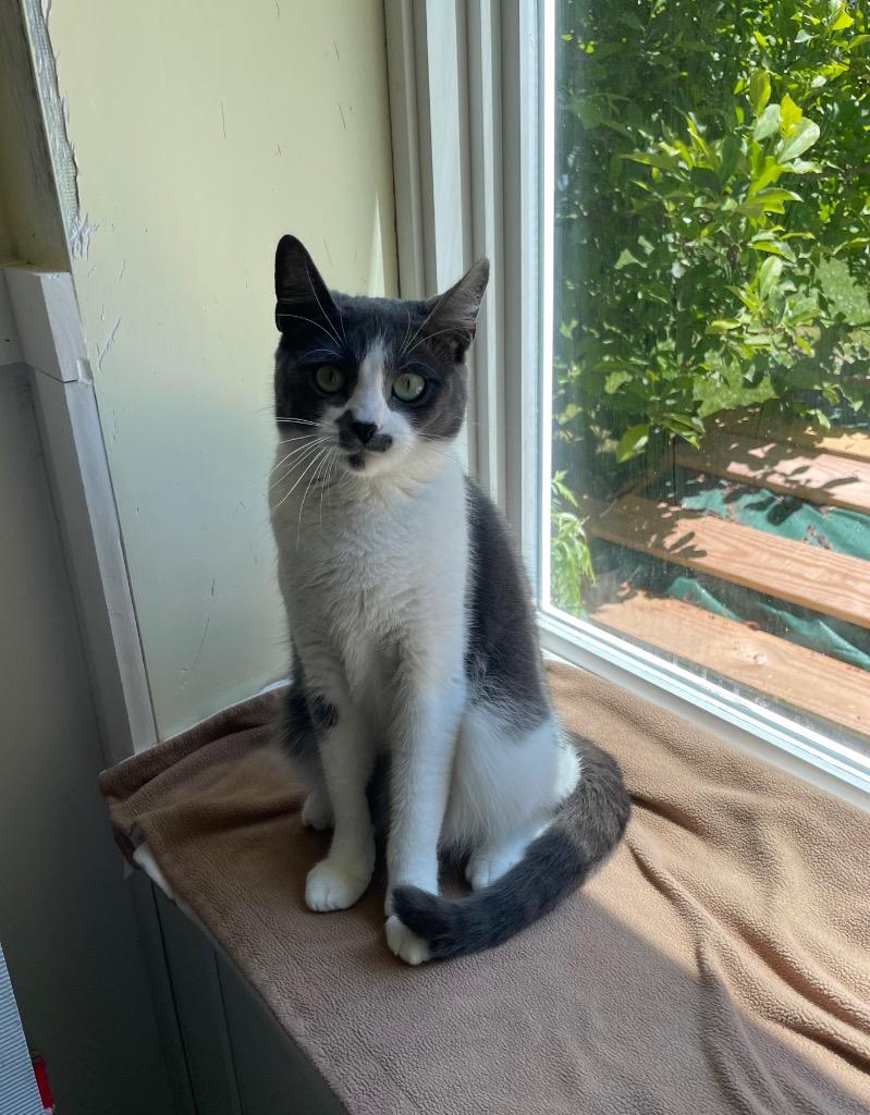Enlarge Whisper, a Adoptable American Shorthair in Meriden, CT image 2/3