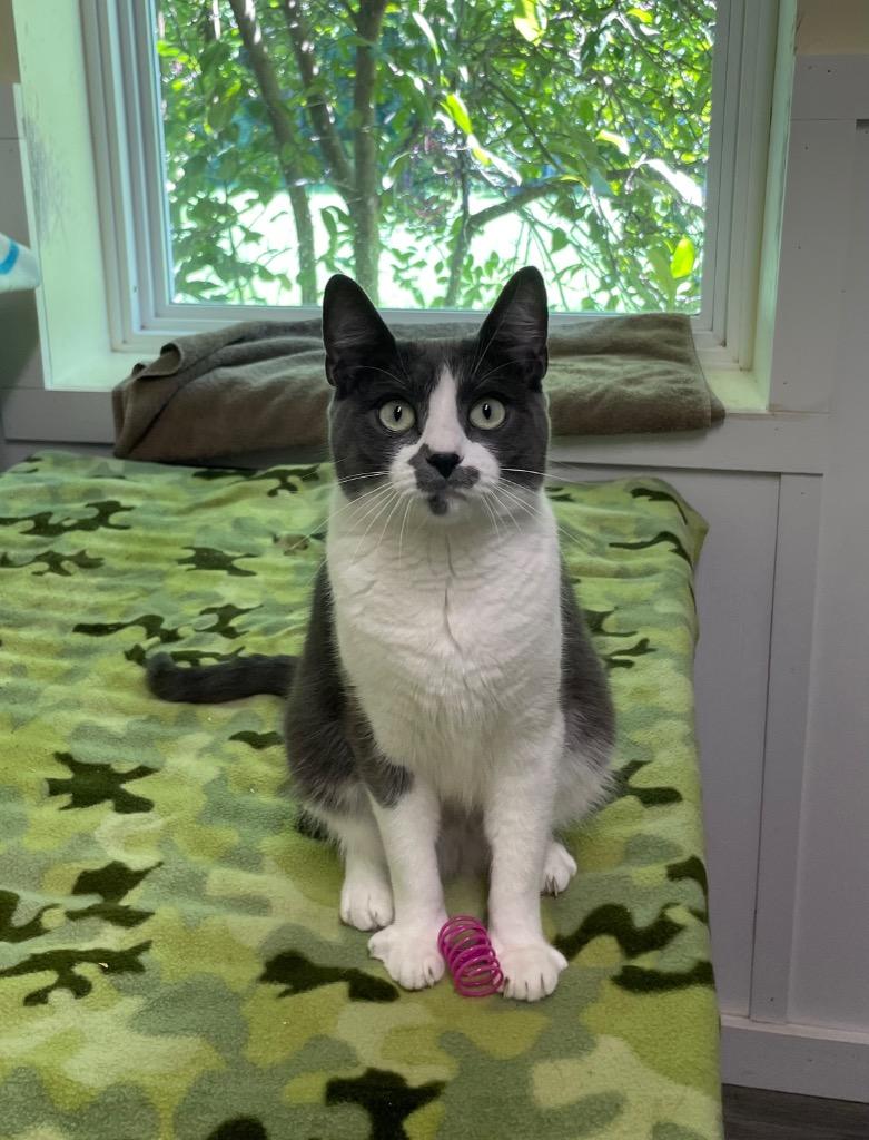 Enlarge Whisper, a Adoptable American Shorthair in Meriden, CT image 3/3