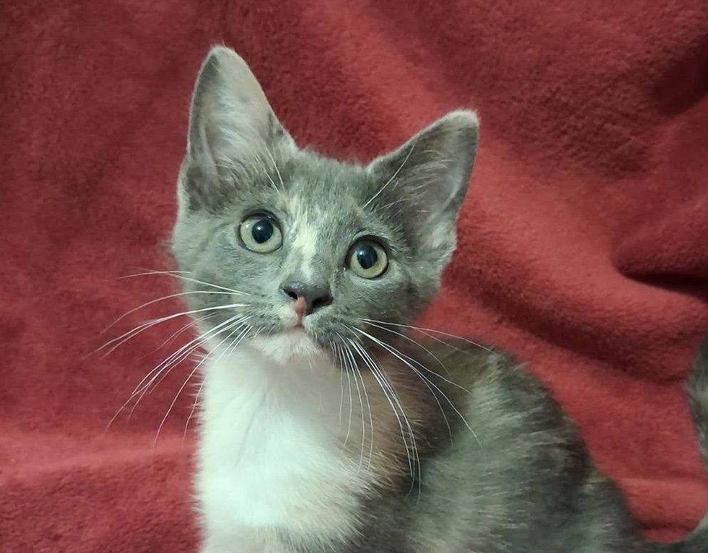 Kristy, Adoptable, Kitten Female Domestic Short Hair.