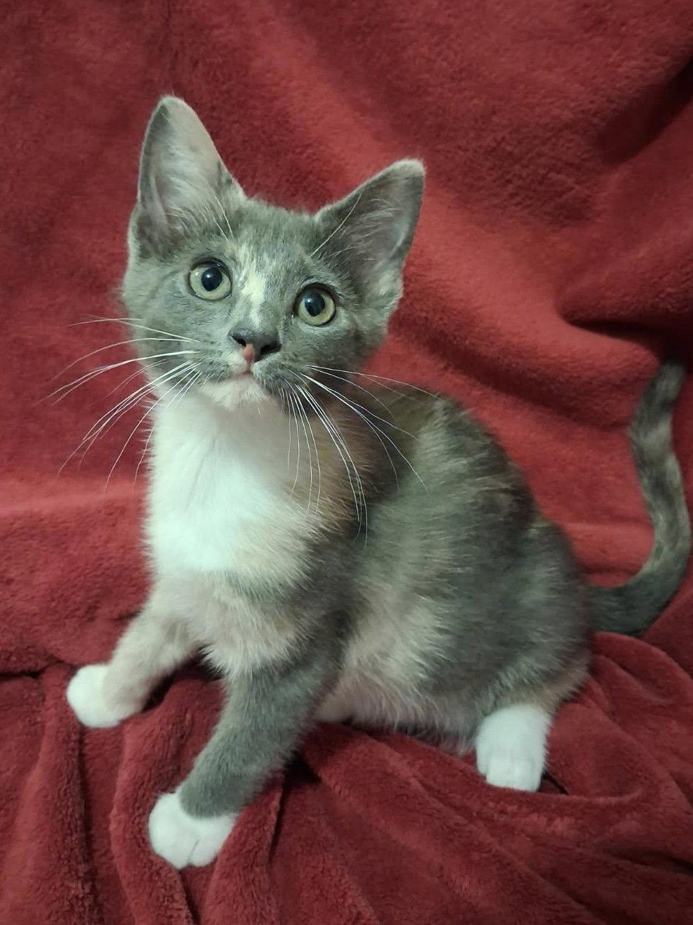Enlarge Kristy, a Adoptable Domestic Short Hair in Cookeville, TN image 2/3