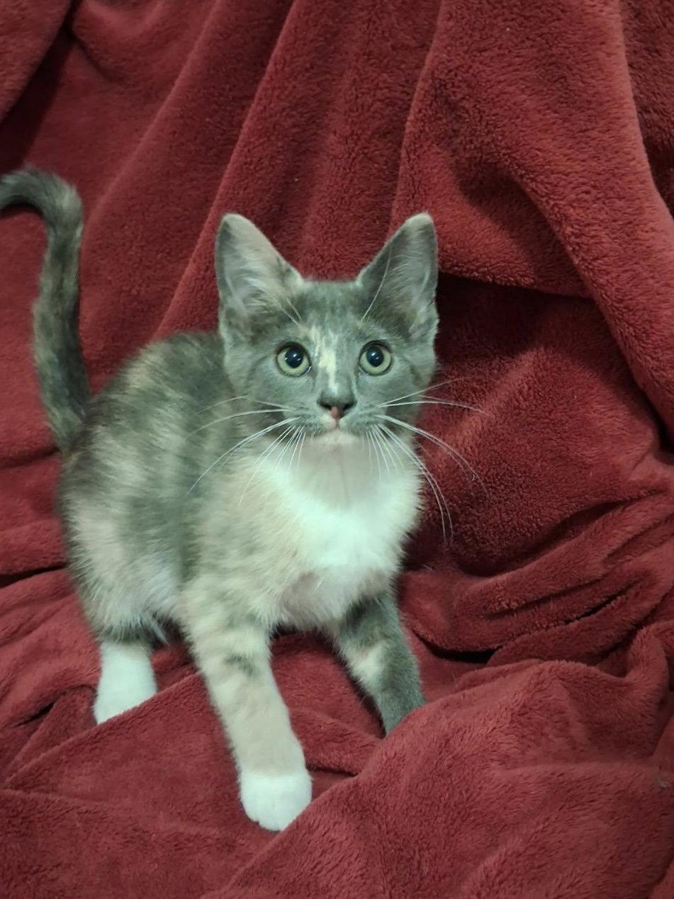 Enlarge Kristy, a Adoptable Domestic Short Hair in Cookeville, TN image 3/3