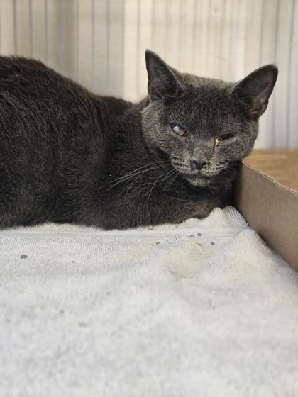 Mona, a Adoptable mixed breed in Batavia, OH image 1/2