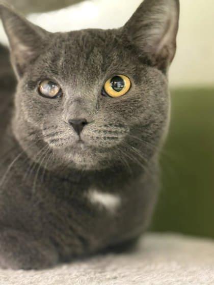 Mona, a Adoptable mixed breed in Batavia, OH image 2/2