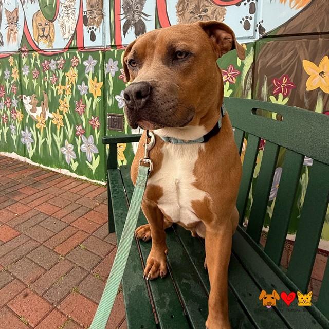 MACK, Adoptable, Young Male Pit Bull Terrier & Mixed Breed.