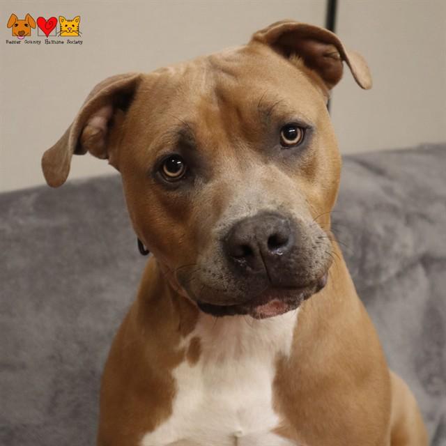 MACK, Adoptable, Young Male Pit Bull Terrier & Mixed Breed.