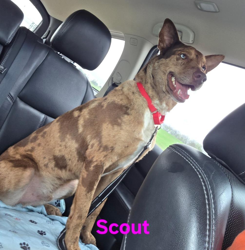 Enlarge Scout, a Adoptable mixed breed in Kemp, TX image 1/5