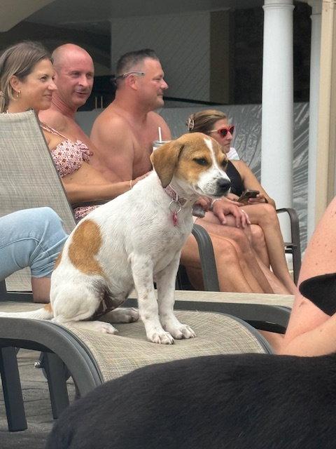 Enlarge Minnie, a Adopted Labrador Retriever in Lake Hopatcong, NJ image 2/3