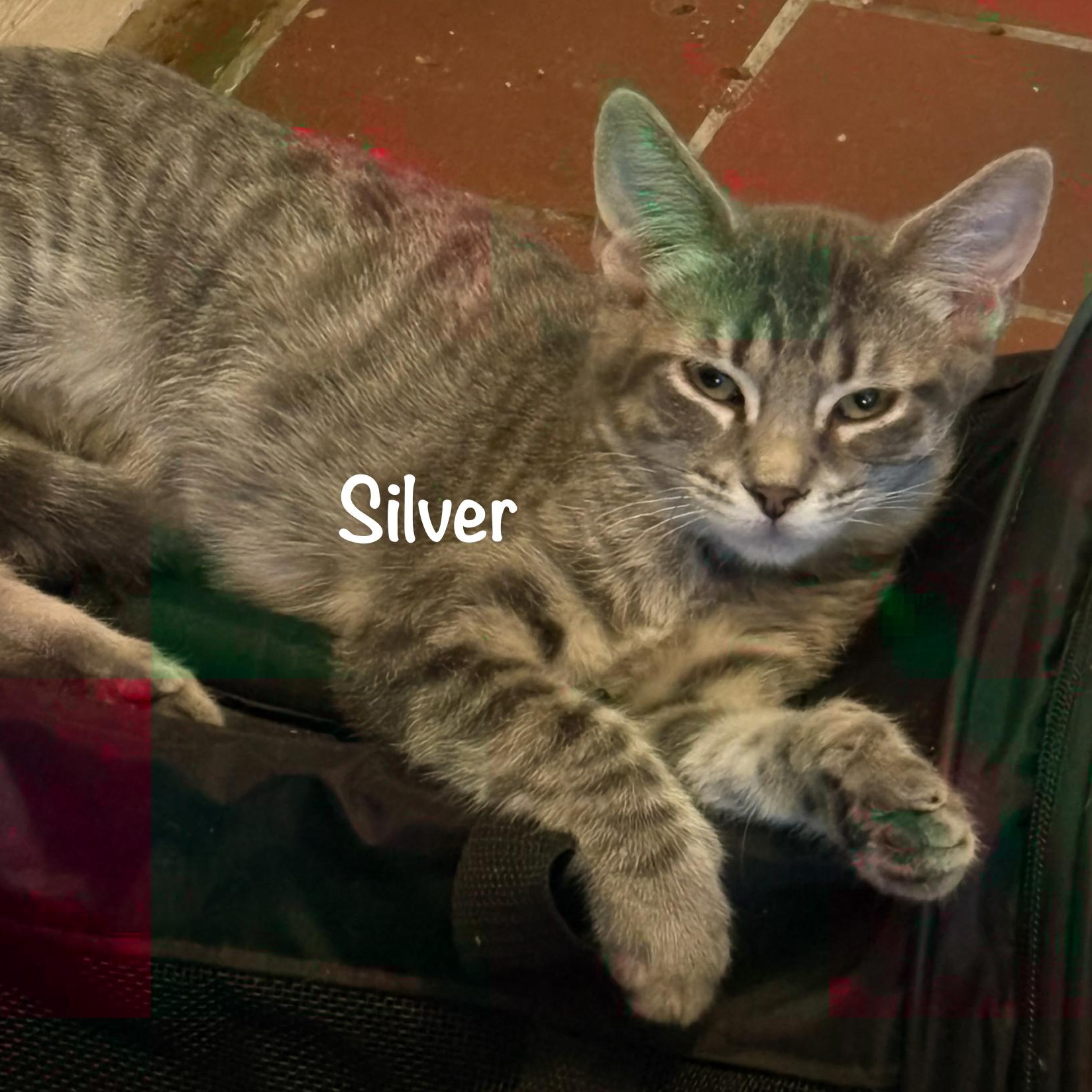 Silver (call 602-692-1499 to meet Silver), Adoptable, Young Male Tabby.