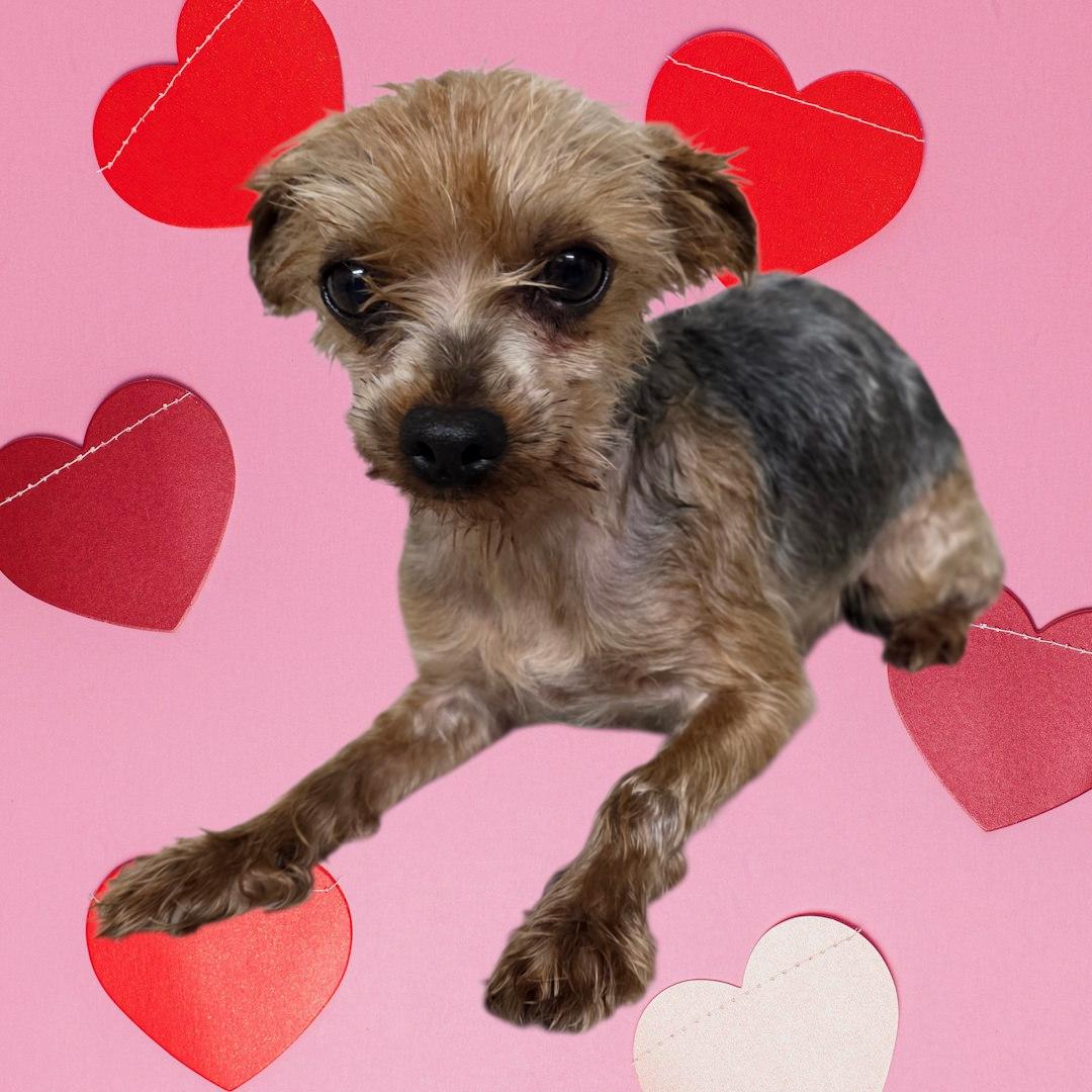 Enlarge Mickey, a ADOPTABLE Yorkshire Terrier in Dallas, GA image 1/1