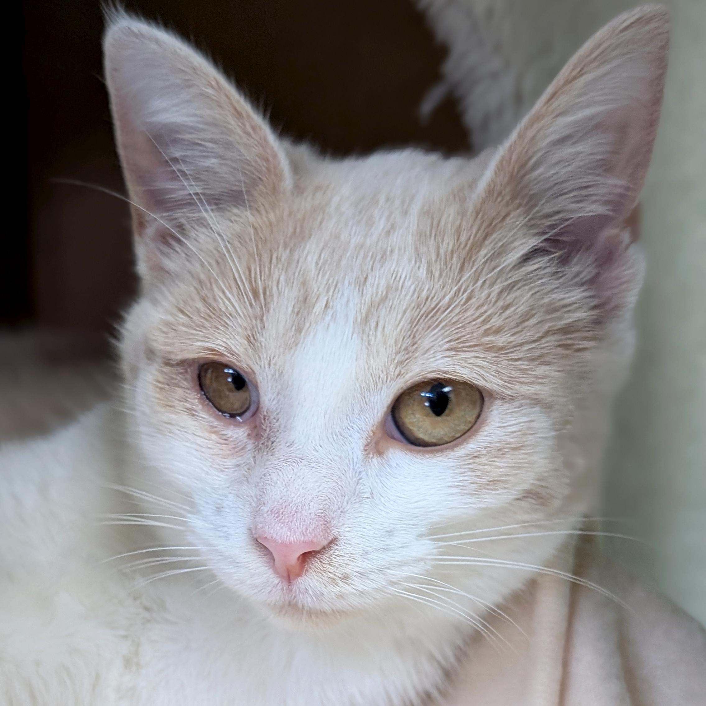 Enlarge Gretl, an adopted Domestic Short Hair in Jefferson, WI image 1/1