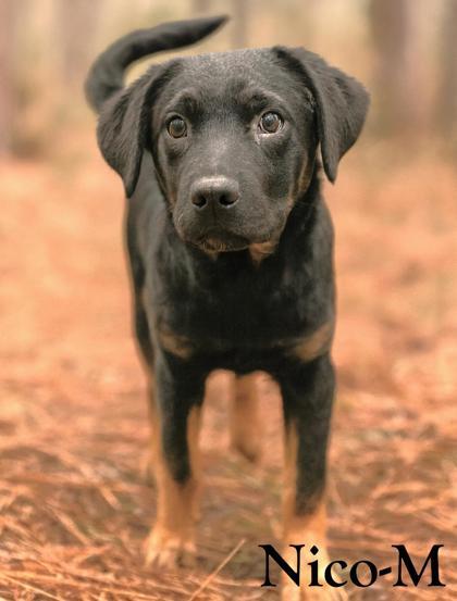Nico, Adoptable, Puppy Male Mixed Breed & Mixed Breed.