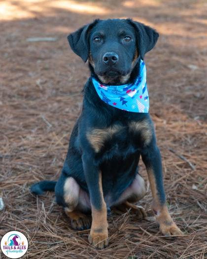 Enlarge Nico, a Adoptable mixed breed in Guntersville, AL image 2/2