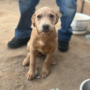 Enlarge Fennel, a Adoptable mixed breed in Agua Dulce, CA image 1/4