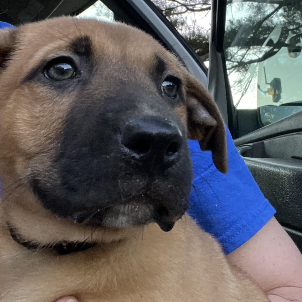 Enlarge Ranger, a Adoptable Shepherd in Cartersville, GA image 1/1
