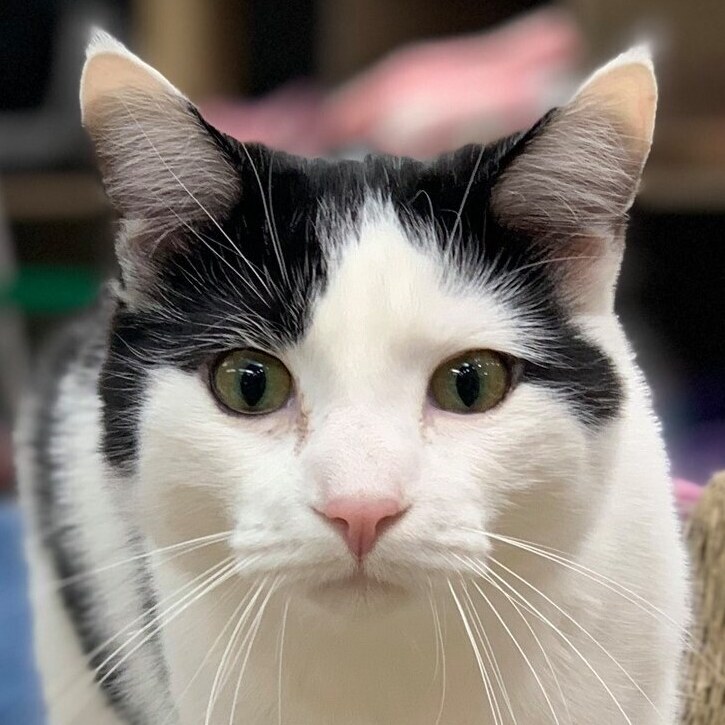 Bangs, Adoptable, Adult Male Domestic Short Hair.