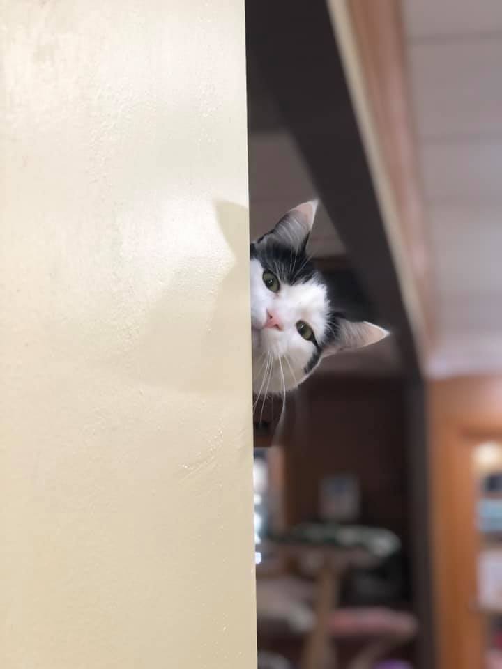 Enlarge Bangs, a Adoptable Domestic Short Hair in Crystal Lake, IL image 2/6