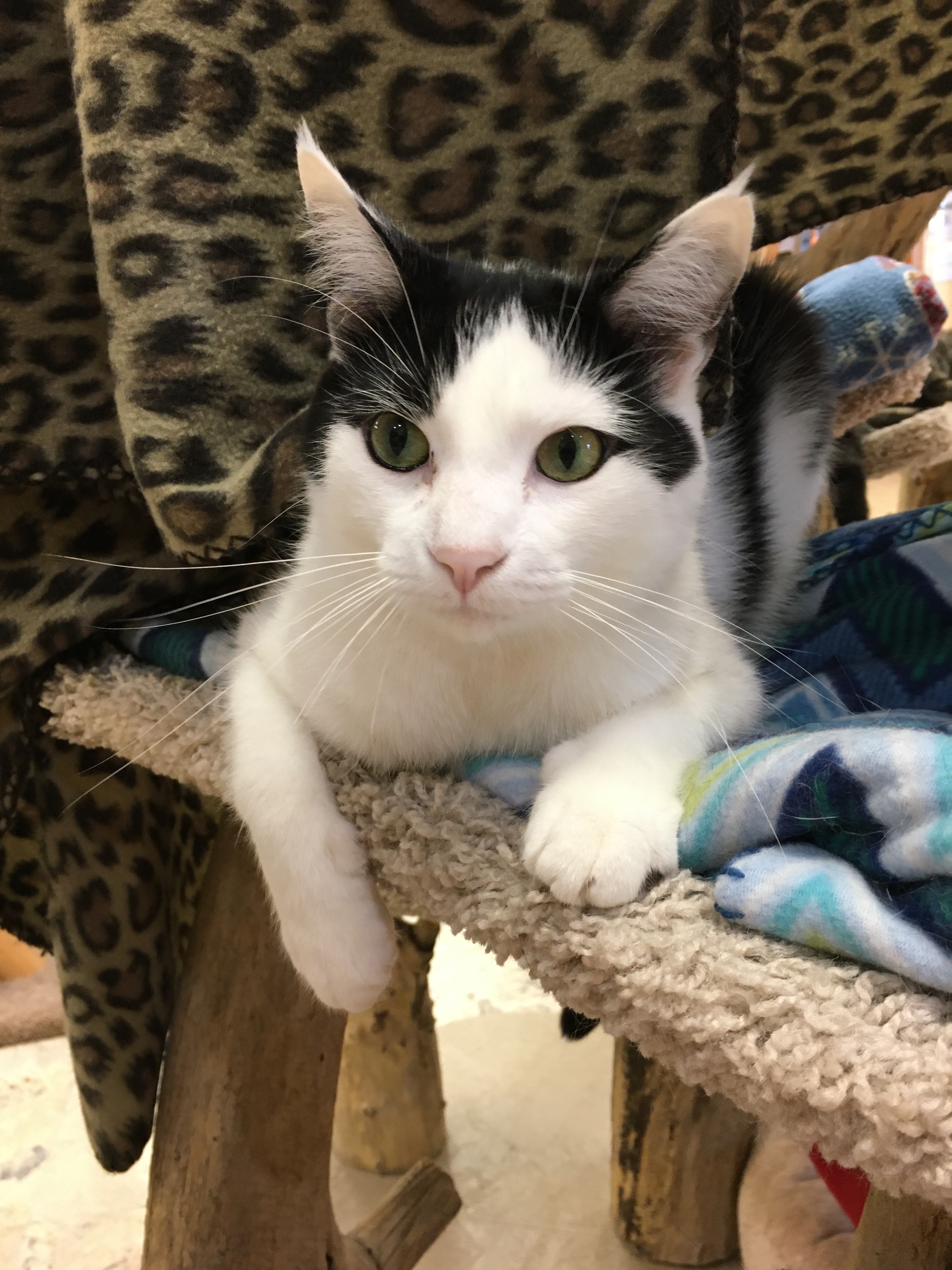 Enlarge Bangs, a Adoptable Domestic Short Hair in Crystal Lake, IL image 3/6