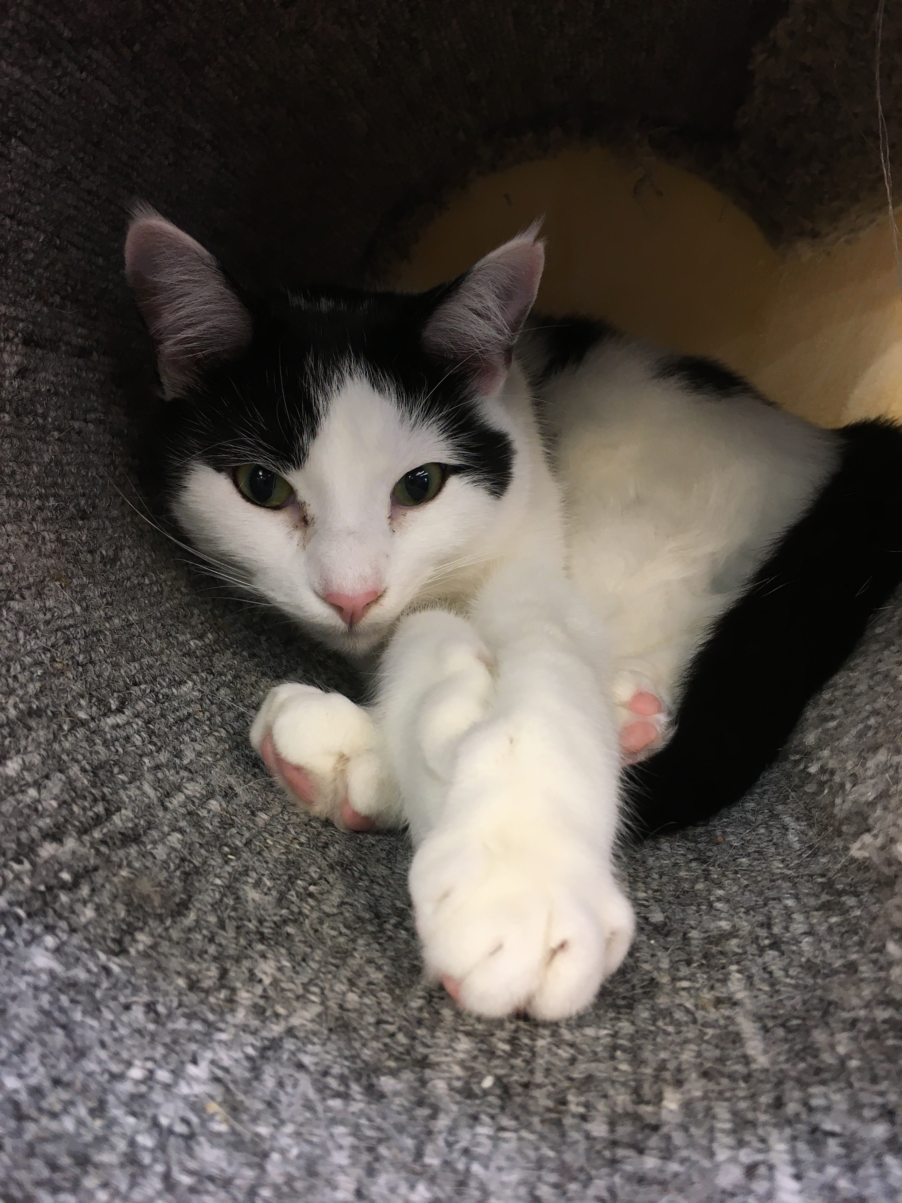 Enlarge Bangs, a Adoptable Domestic Short Hair in Crystal Lake, IL image 4/6