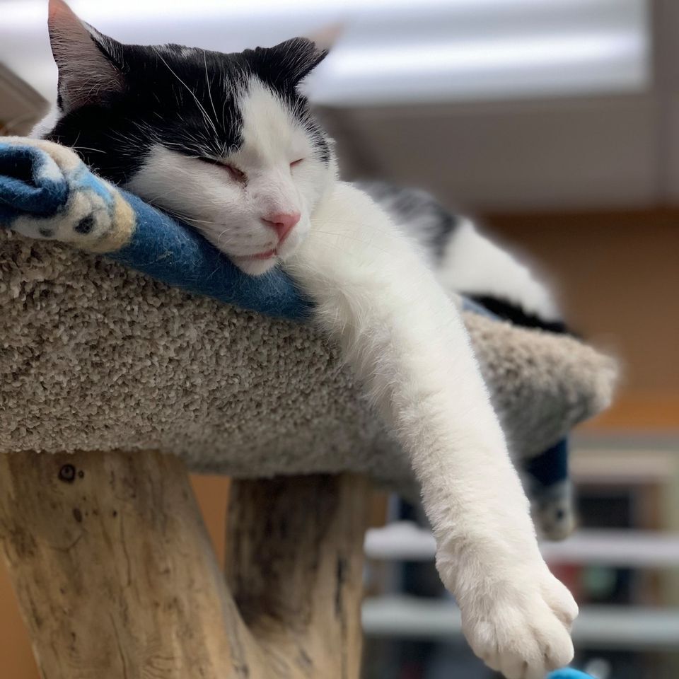 Enlarge Bangs, a Adoptable Domestic Short Hair in Crystal Lake, IL image 5/6