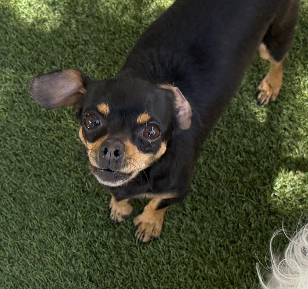 Angie, adopted, Adult Female Chihuahua.