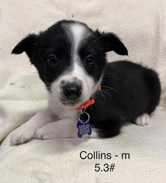 Collins, Adoptable, Puppy Male Australian Shepherd.