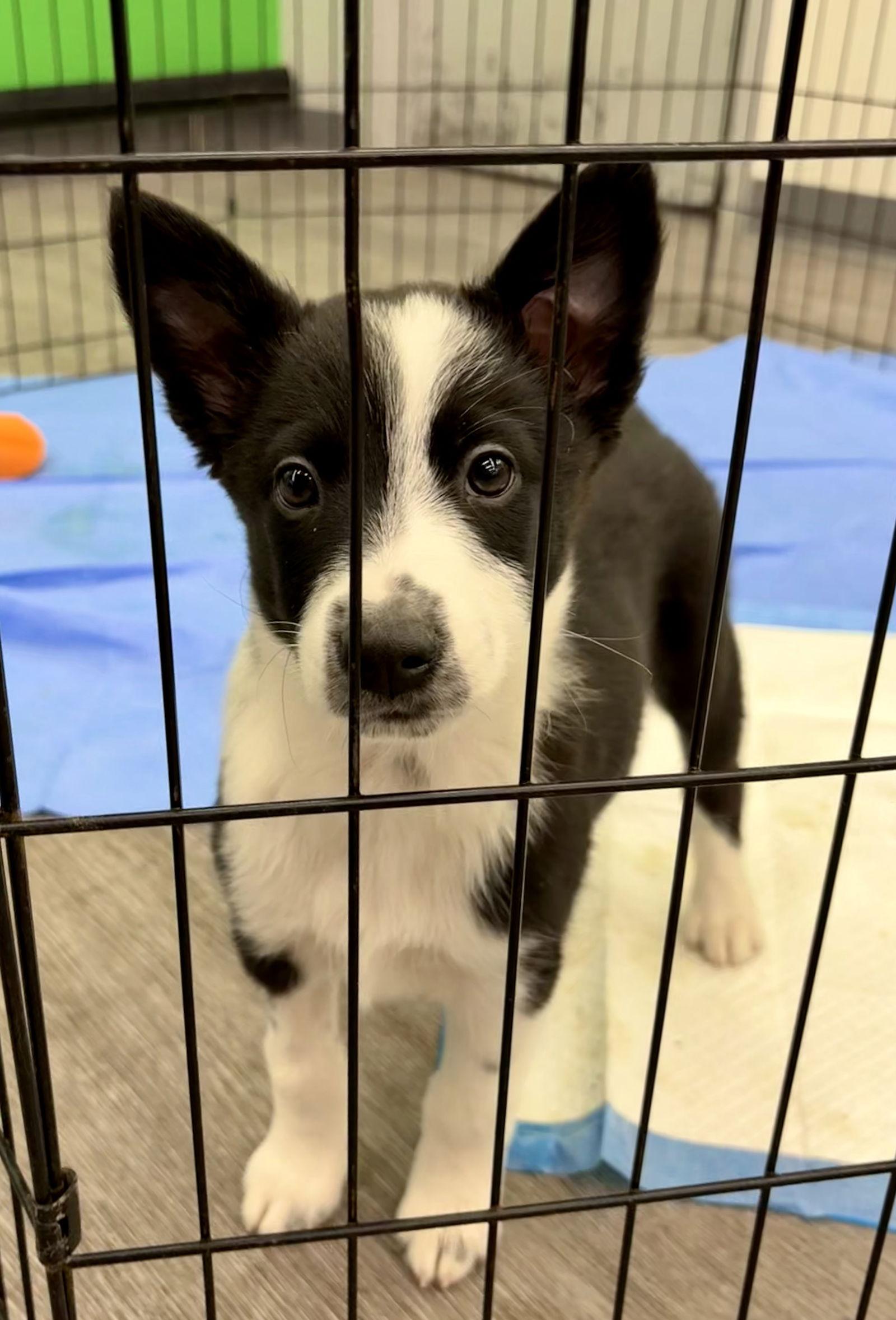 Collins, a Adoptable Australian Shepherd in Hillside, IL image 2/3