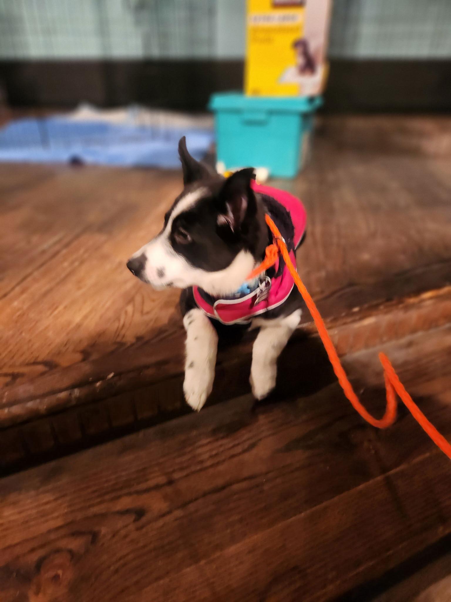 Collins, Adoptable, Puppy Male Australian Shepherd.