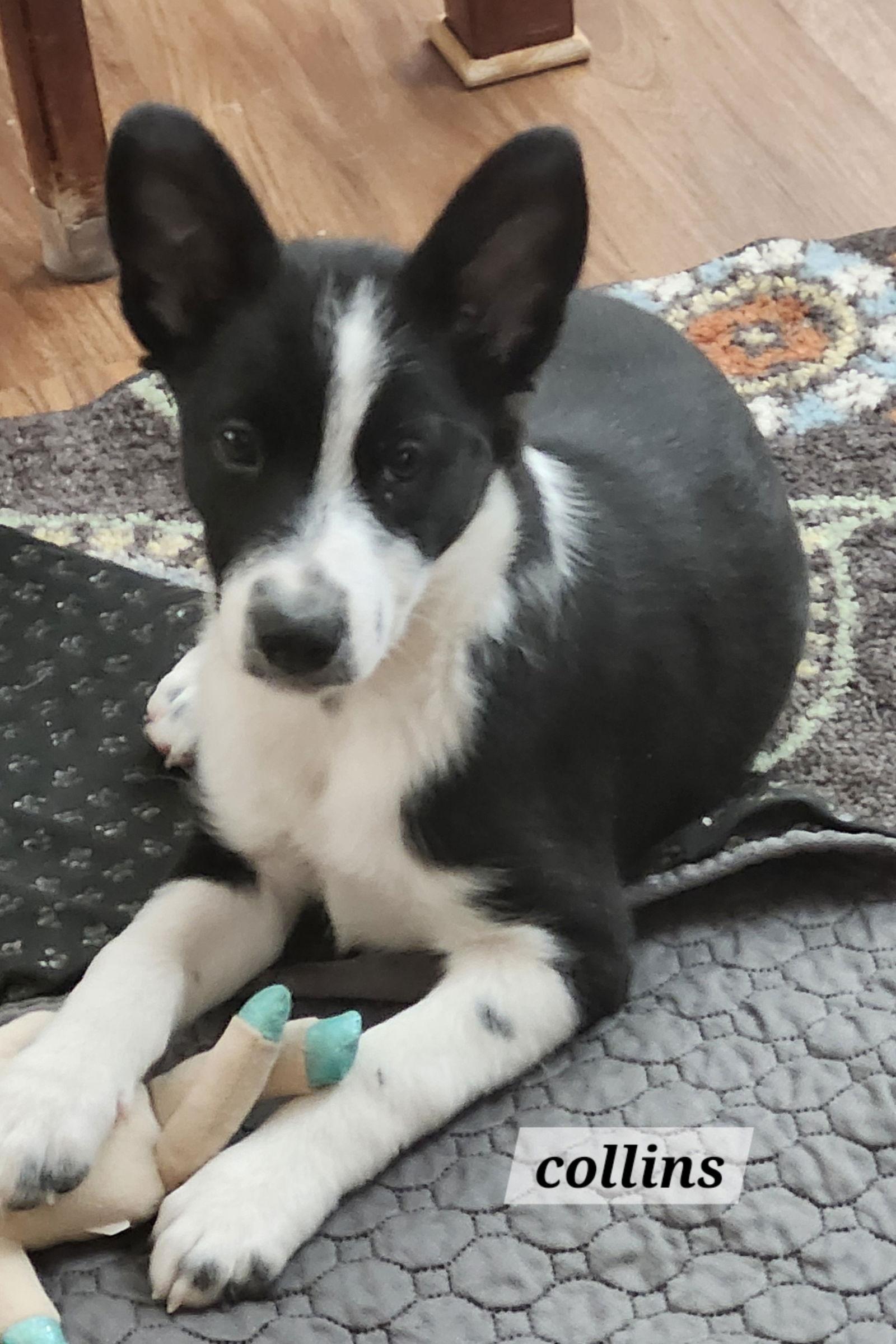 Enlarge Collins, a Adoptable Australian Shepherd in Hillside, IL image 2/3