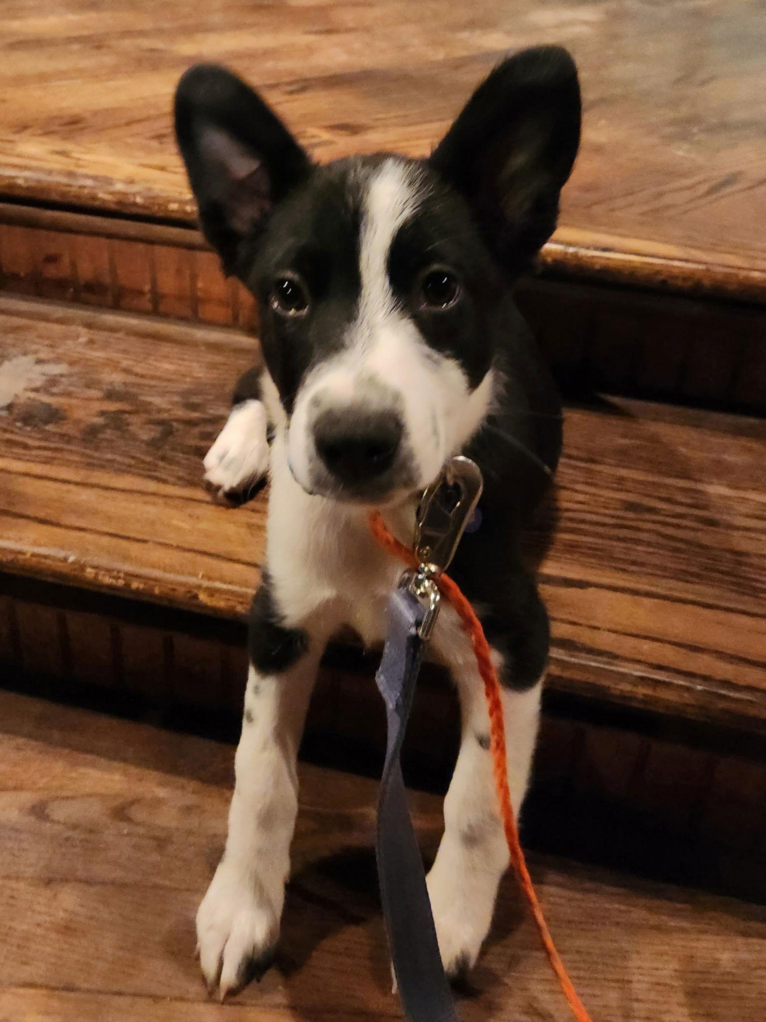 Enlarge Collins, a Adoptable Australian Shepherd in Hillside, IL image 3/3