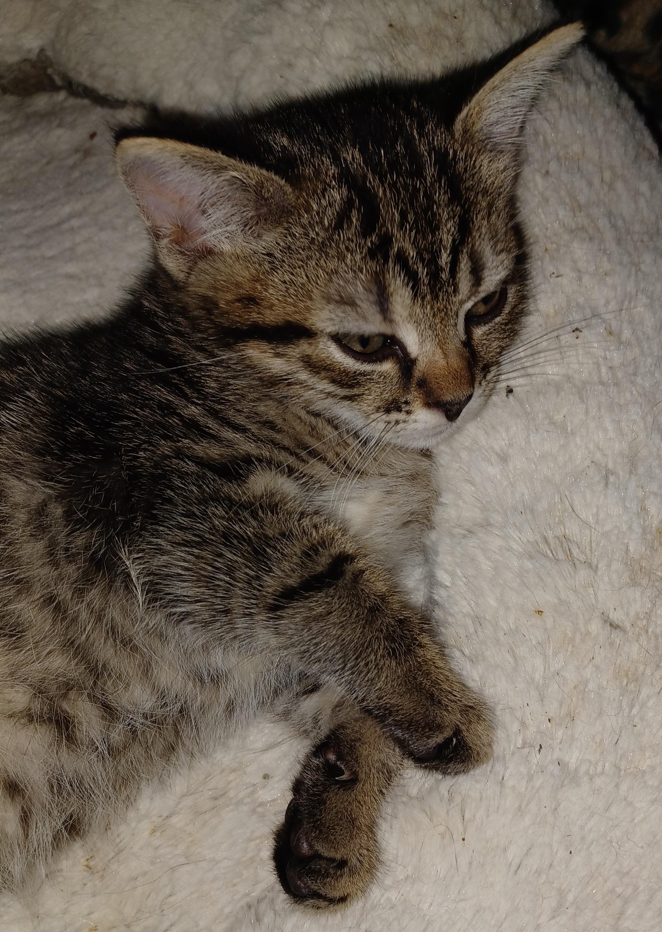 Aspen, Young Male Domestic Short Hair