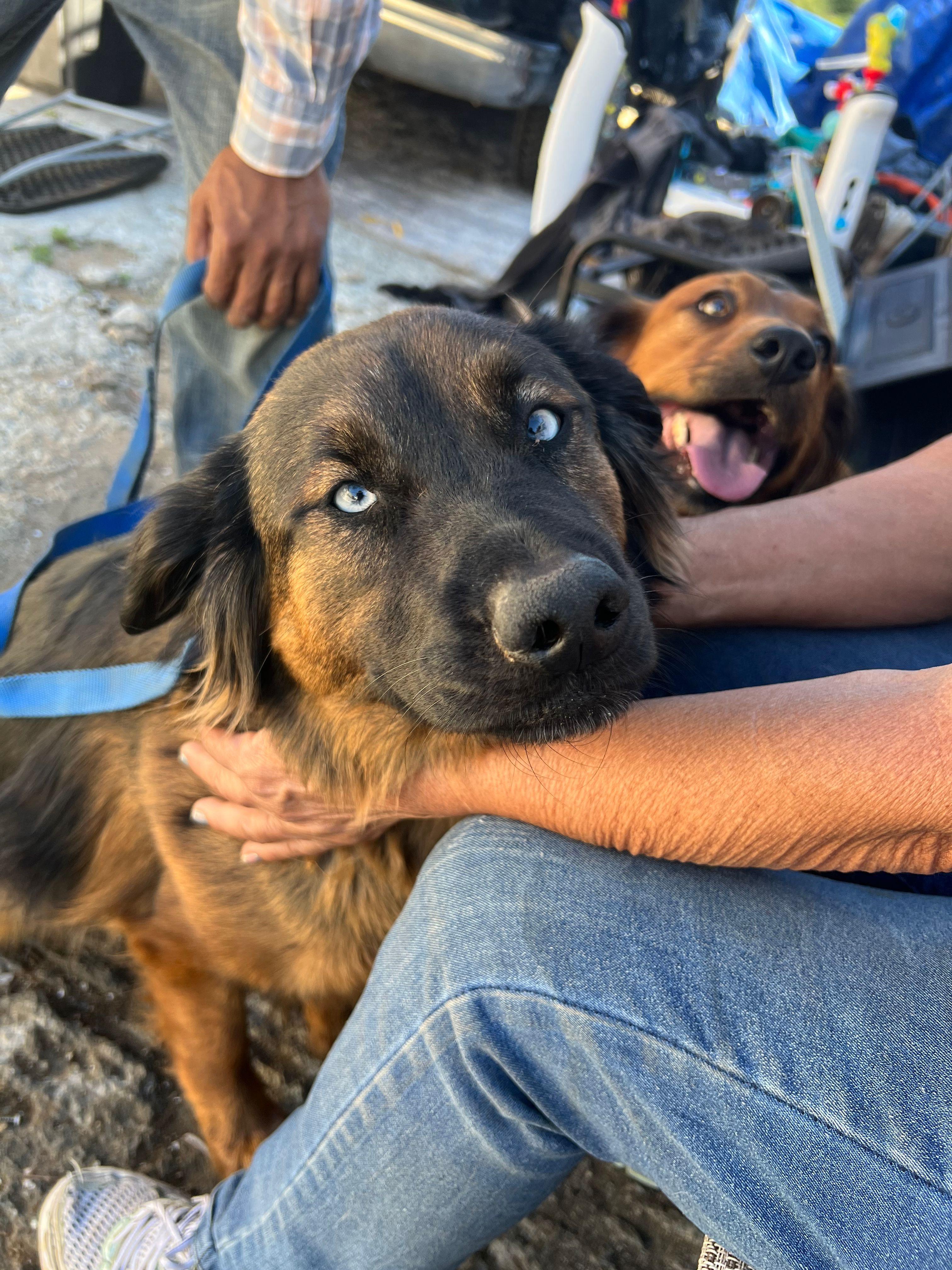 Enlarge Papichulo, a Adoptable mixed breed in Bakersfield, CA image 2/6