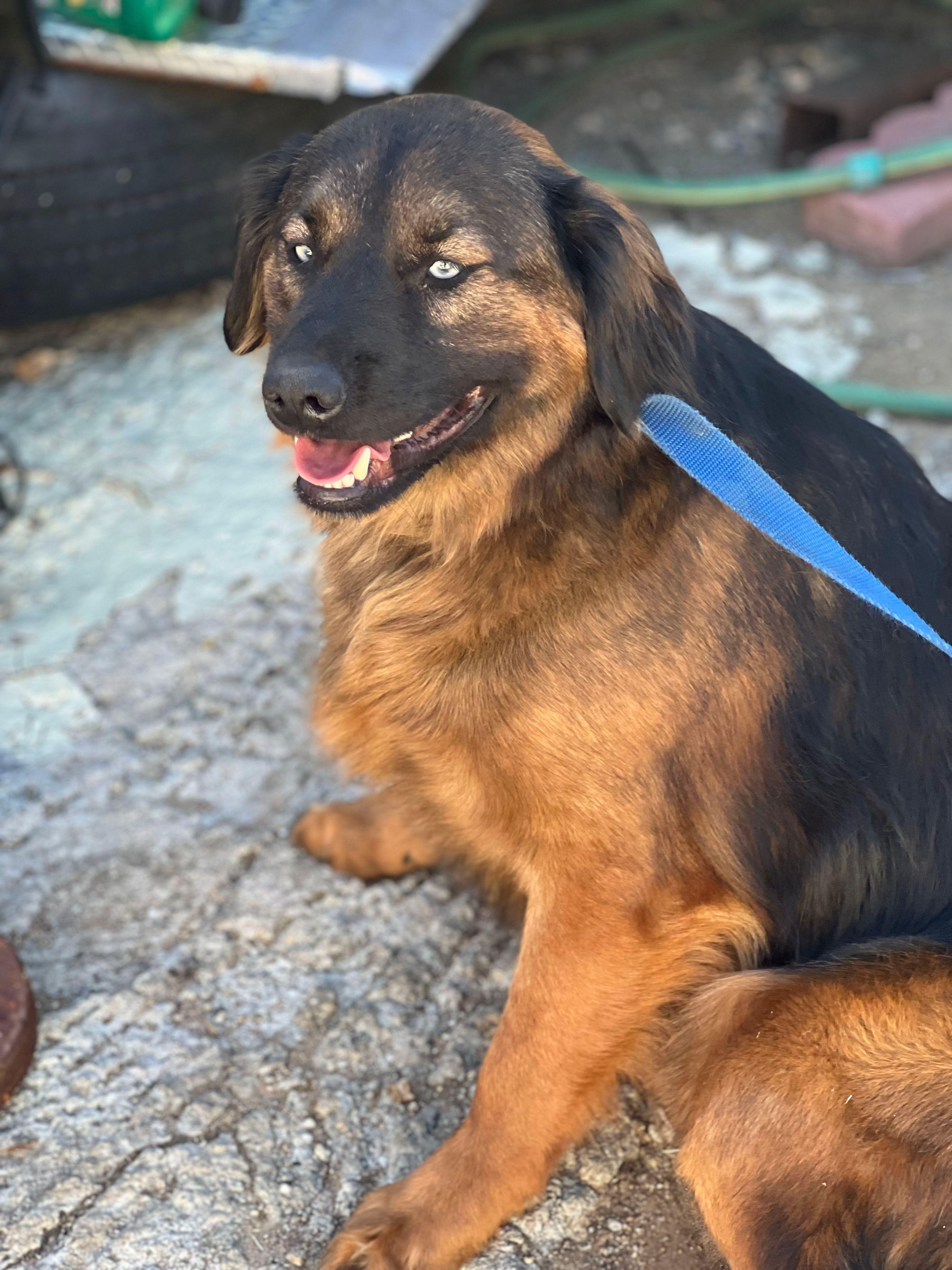 Papichulo, Adoptable, Adult Male Golden Retriever & Labrador Retriever.
