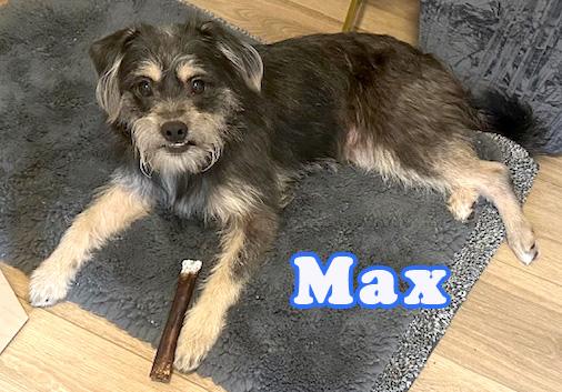 Max, Adoptable, Young Male Schnauzer & Shih Tzu.
