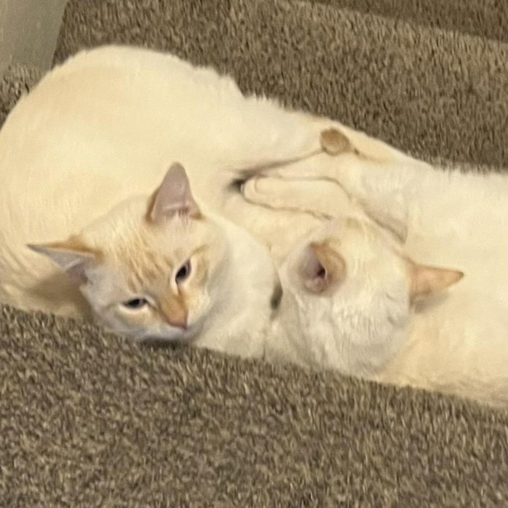 Enlarge Snowball & Zuess, a Adoptable Siamese in Thayne, WY image 1/1
