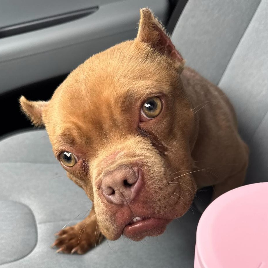 T-Rex, adopted, Adult Male Mixed Breed.