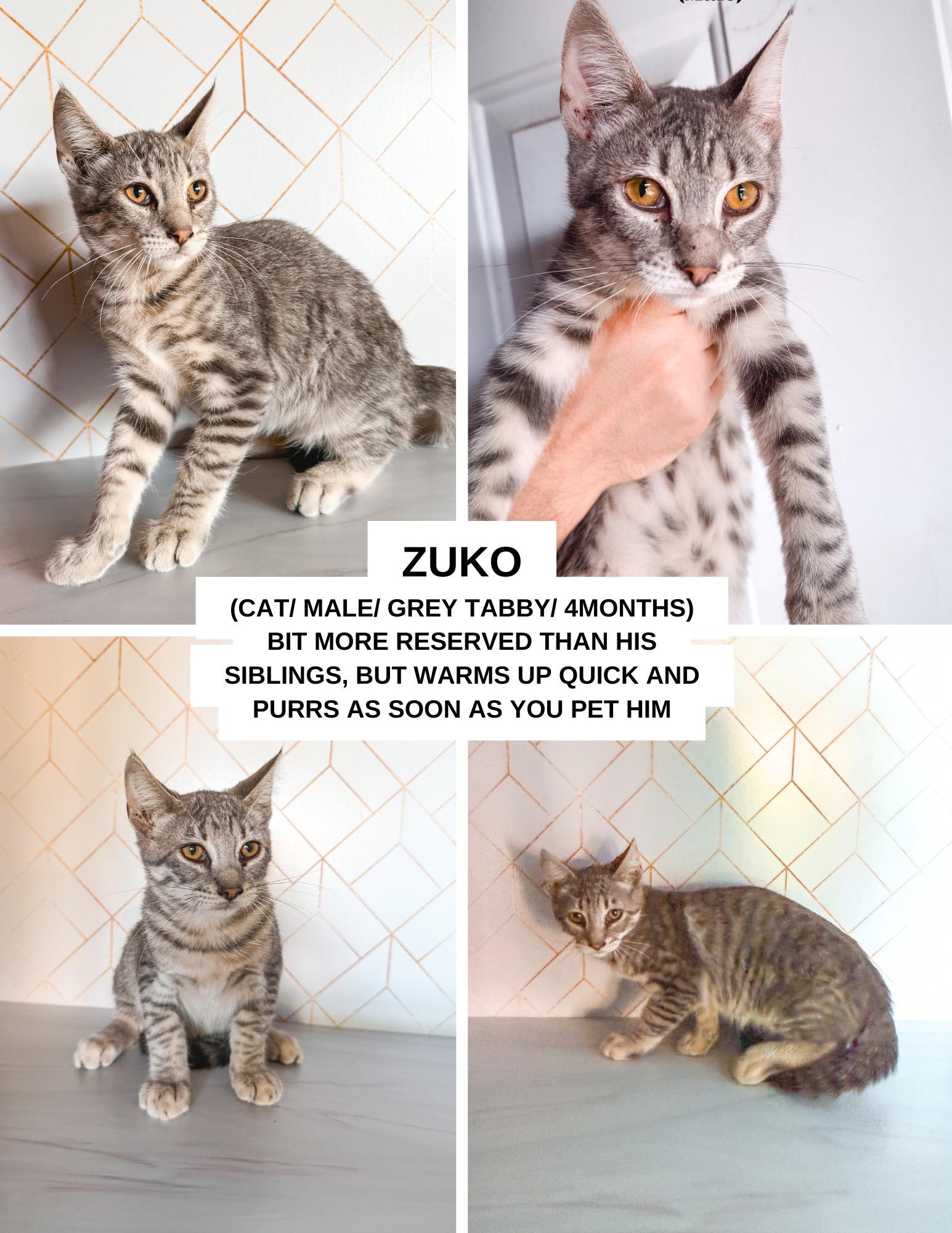 Zuko, adopted, Young Male Domestic Short Hair.