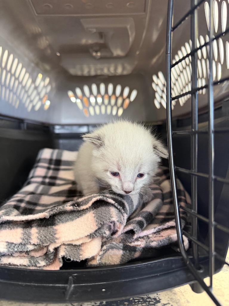 Enlarge Florida, a Adopted Domestic Short Hair in Columbus, NE image 2/2