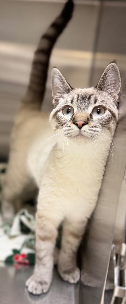 Florida, Adopted, Kitten Male Domestic Short Hair.