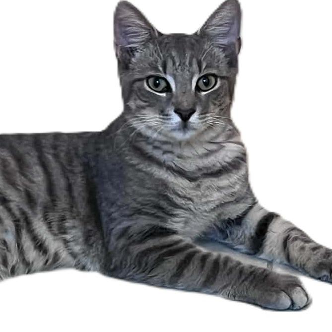 Mindy, Adoptable, Young Female Domestic Short Hair.