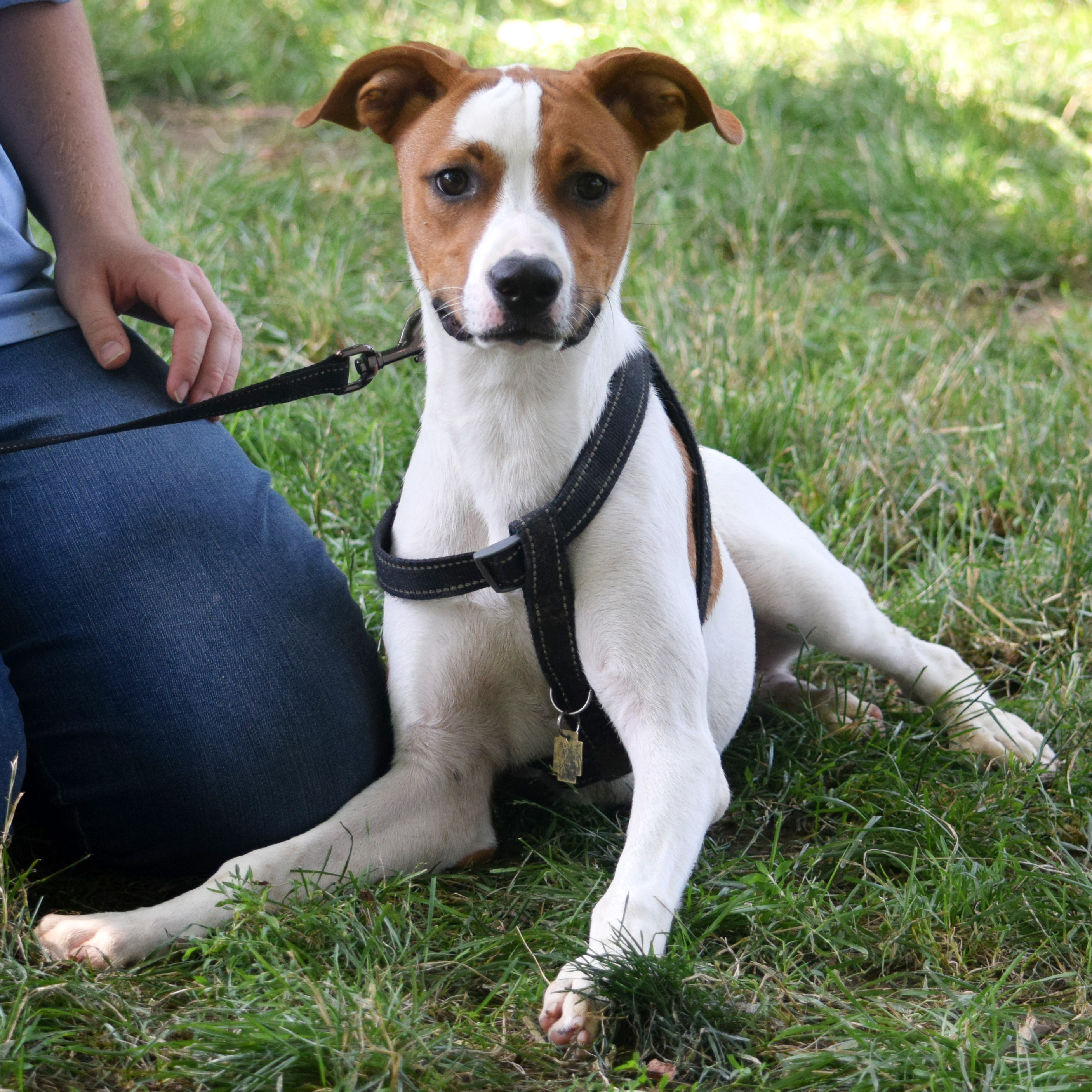 Ollie, a Adoptable mixed breed in Huntley, IL image 2/6