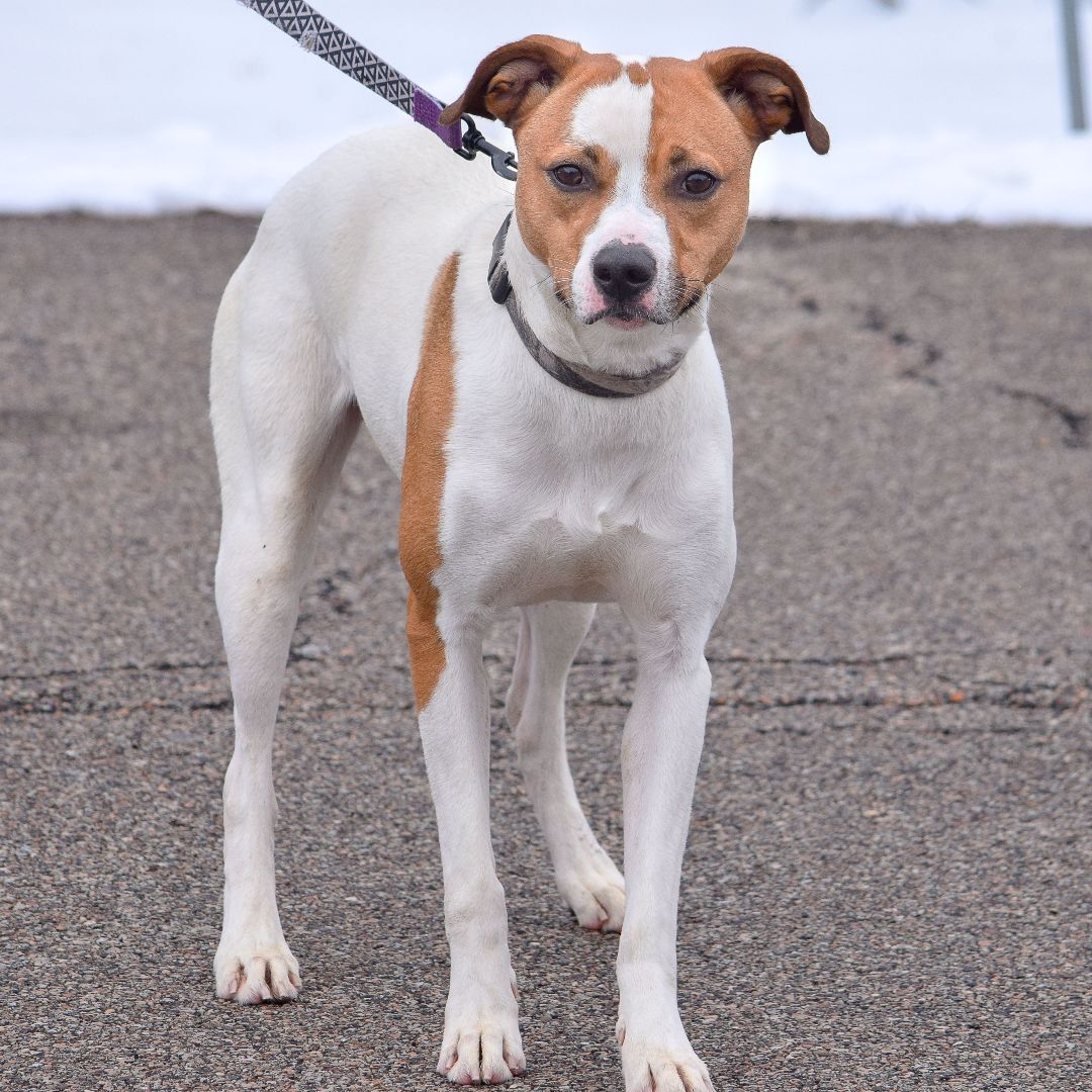 Ollie, a Adoptable mixed breed in Huntley, IL image 4/6
